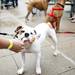 Miniature bulldog June wins the peanut butter eating competition during the 3rd annual Dog Days of Summer on Saturday, July 27. Daniel Brenner I AnnArbor.com